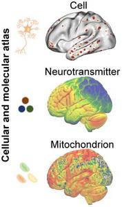 Georgia State Brain Researchers Draw Cellular Blueprint for How We Think, Feel