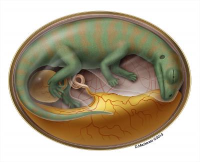 Flesh Reconstruction