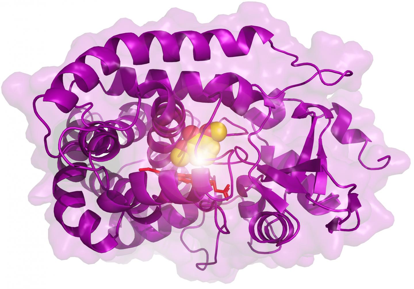 Lignin Enzyme