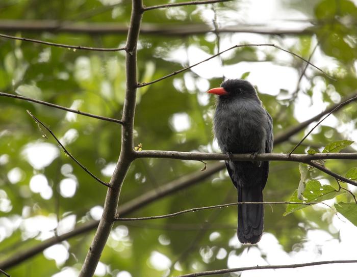 Black-fronted nunbird