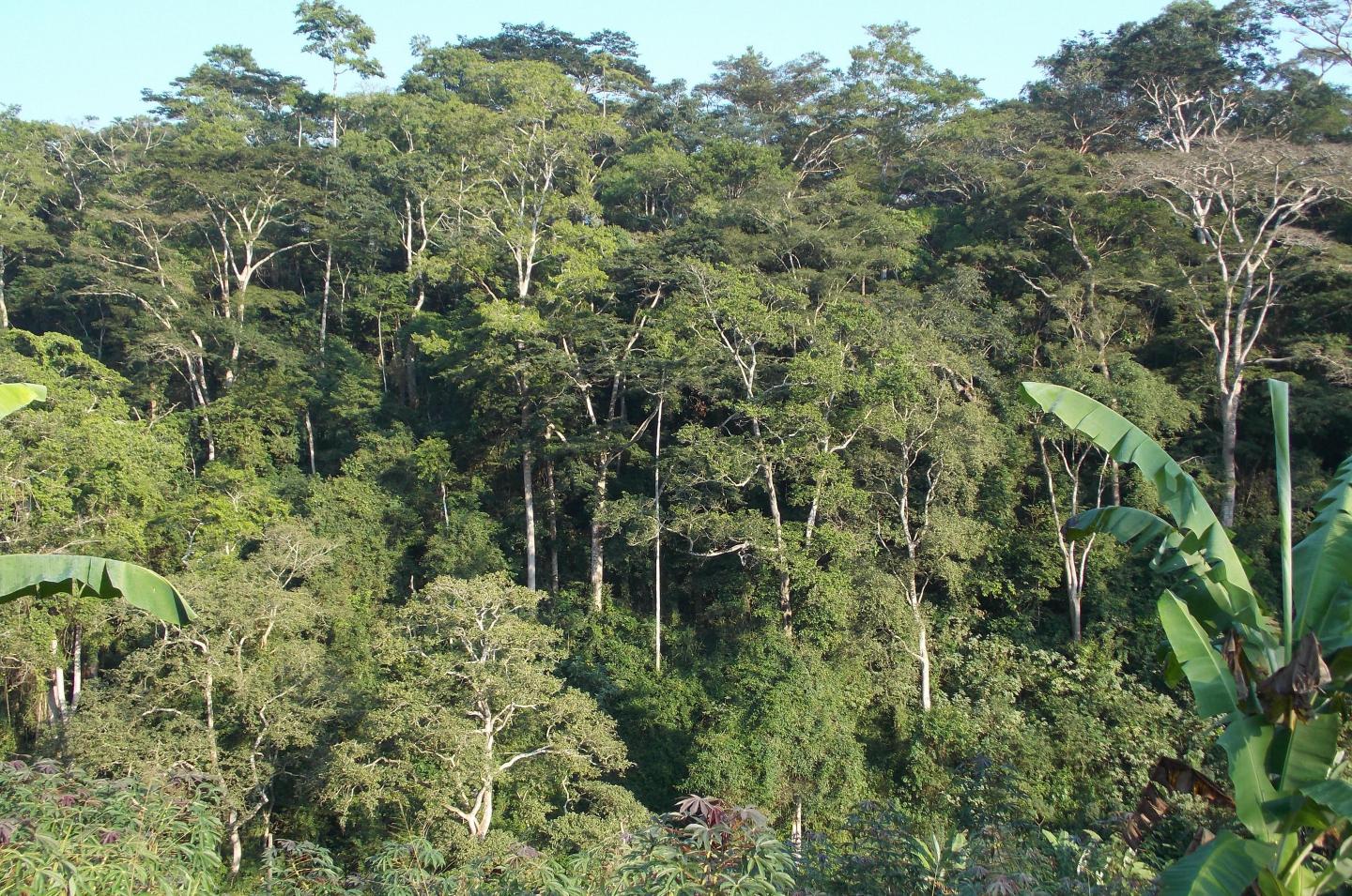 Kumbira Forest