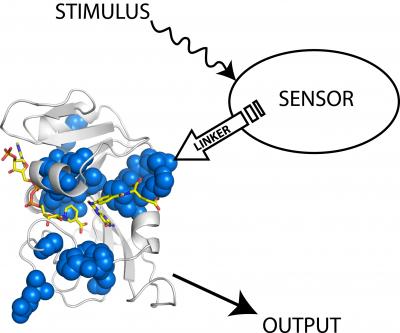 Scientists Use Light to Control Proteins