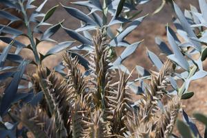E horridus cycad leaves
