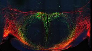 Scientists discover a key mechanism regulating how oxytocin is released in the mouse brain