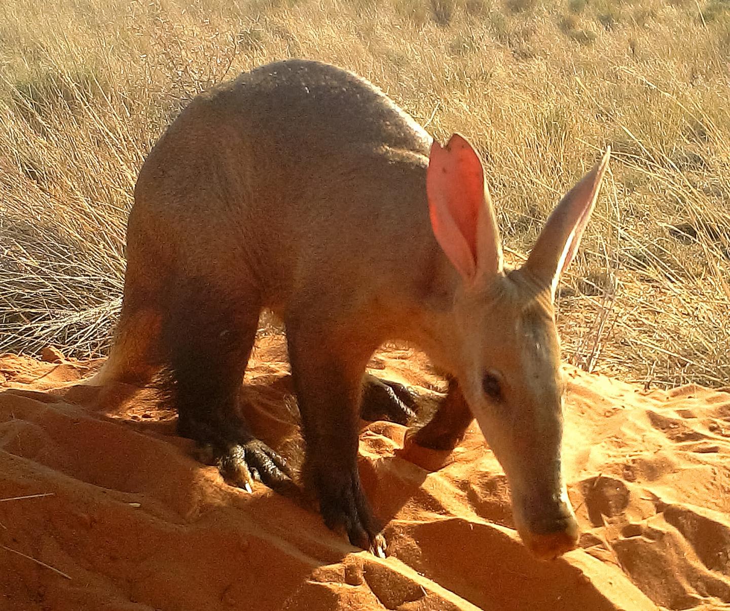 Aardvark
