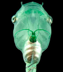 Researchers inject algae into tadpole's heart