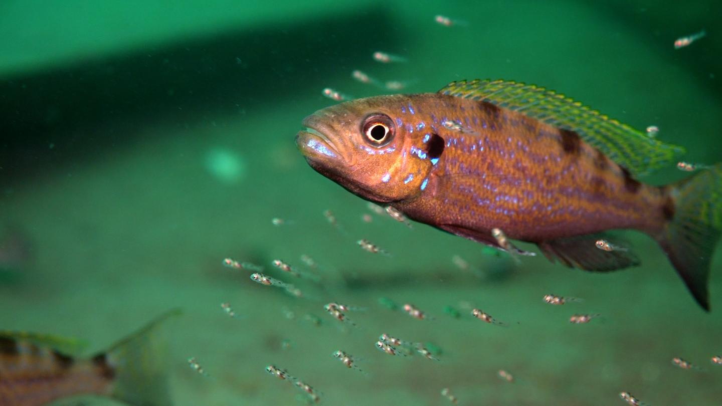 Cichlids of the <i>Perissodus microlepis</i>