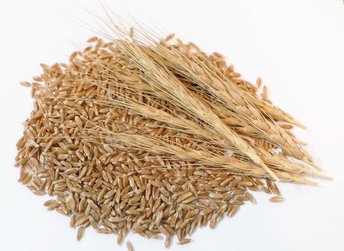The newly synthetic allohexaploid wheat species Triticum kiharae