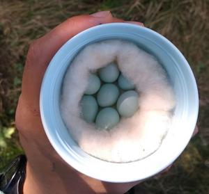 Eggs collected for translocation to Sweden
