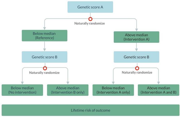 Schematic diagram illustrating a 2×2 factorial Mendelian randomisation design with dichotomised genetic risk scores that acts proxies for interventions on exposures A and exposure B.