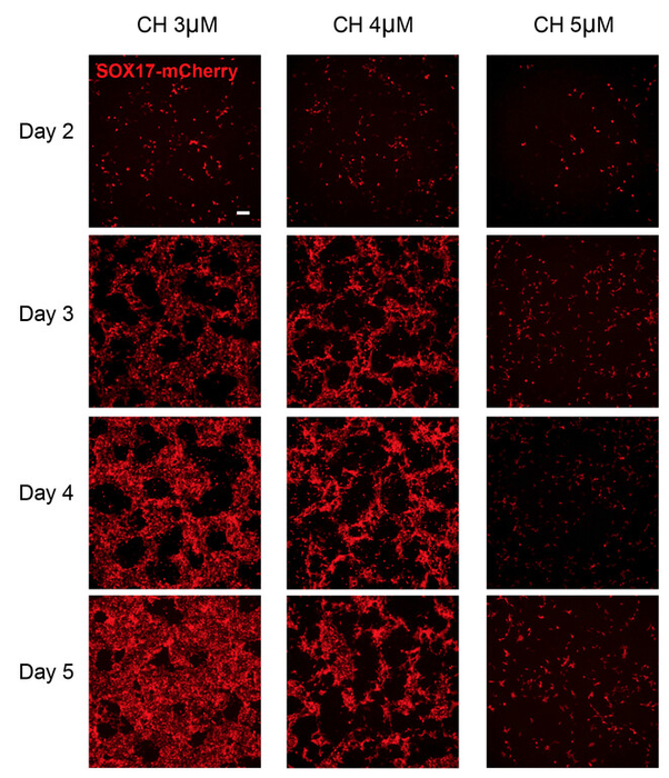 stem cells
