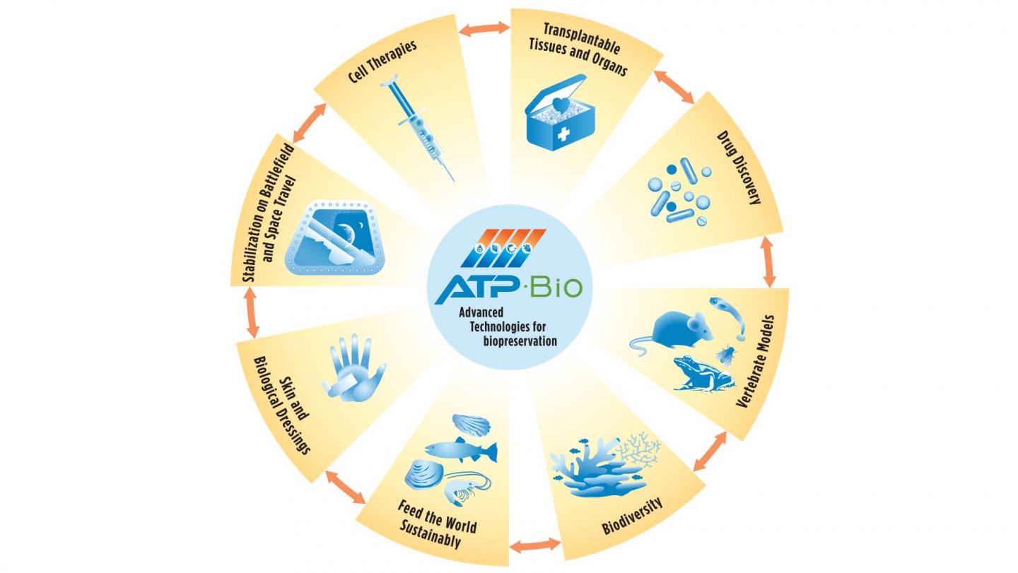 ATP-Bio Loop