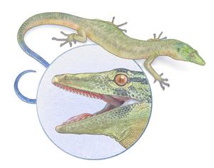 Breugnathair reconstruction