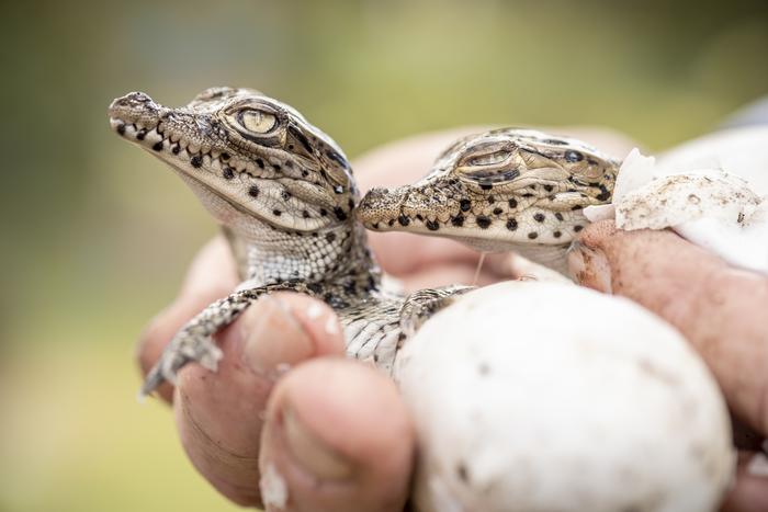 Cuban crocodile hatchling