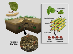 Fungus That Tastes Just Right