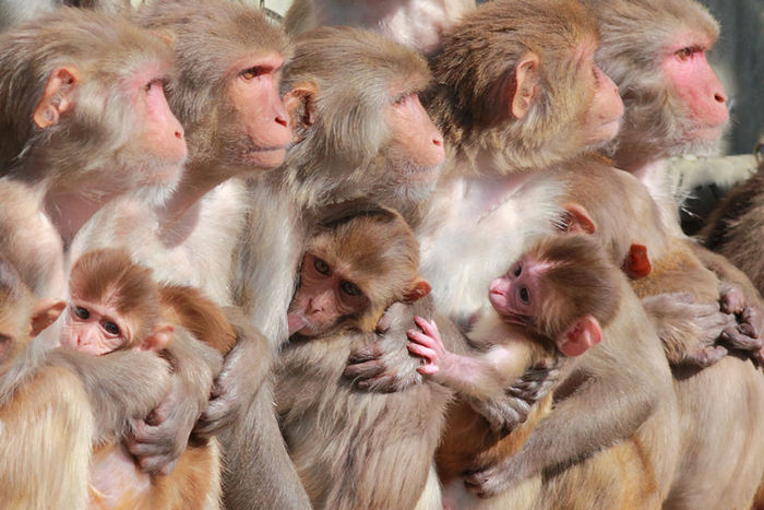 Wildfire Smoke Exposure in Early Pregnancy Affects Infant Monkey Behavior