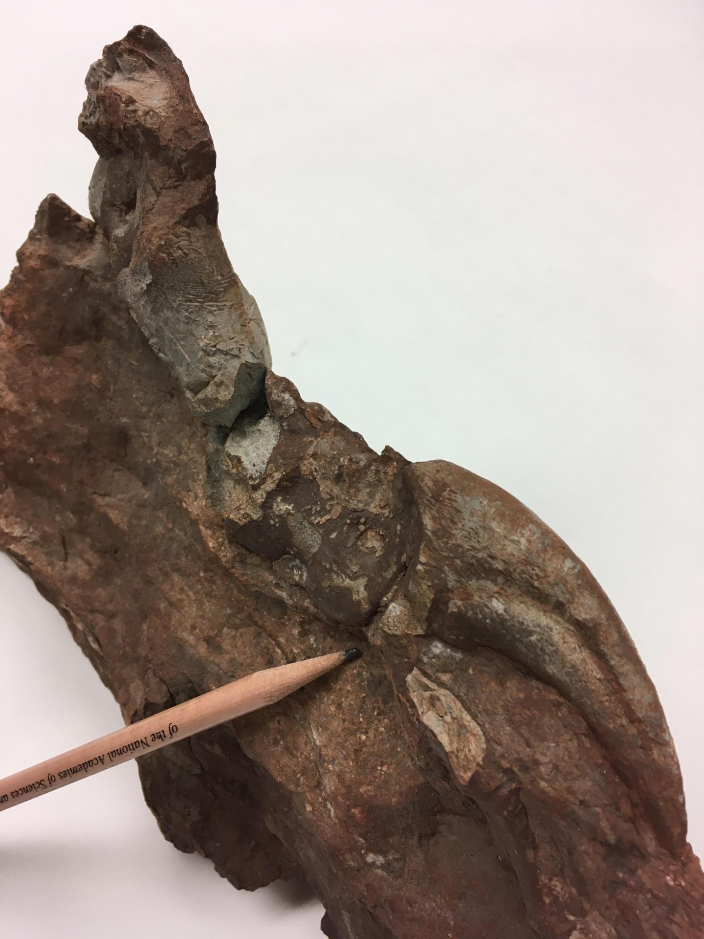 Sauropodomorph claw