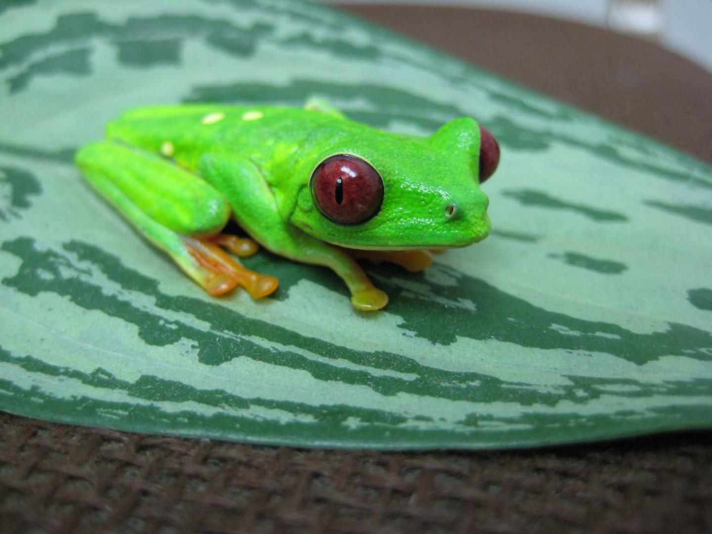 Red-eyed Tree Frog