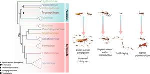 Ant phylogenetic tree and the evolution of social traits.