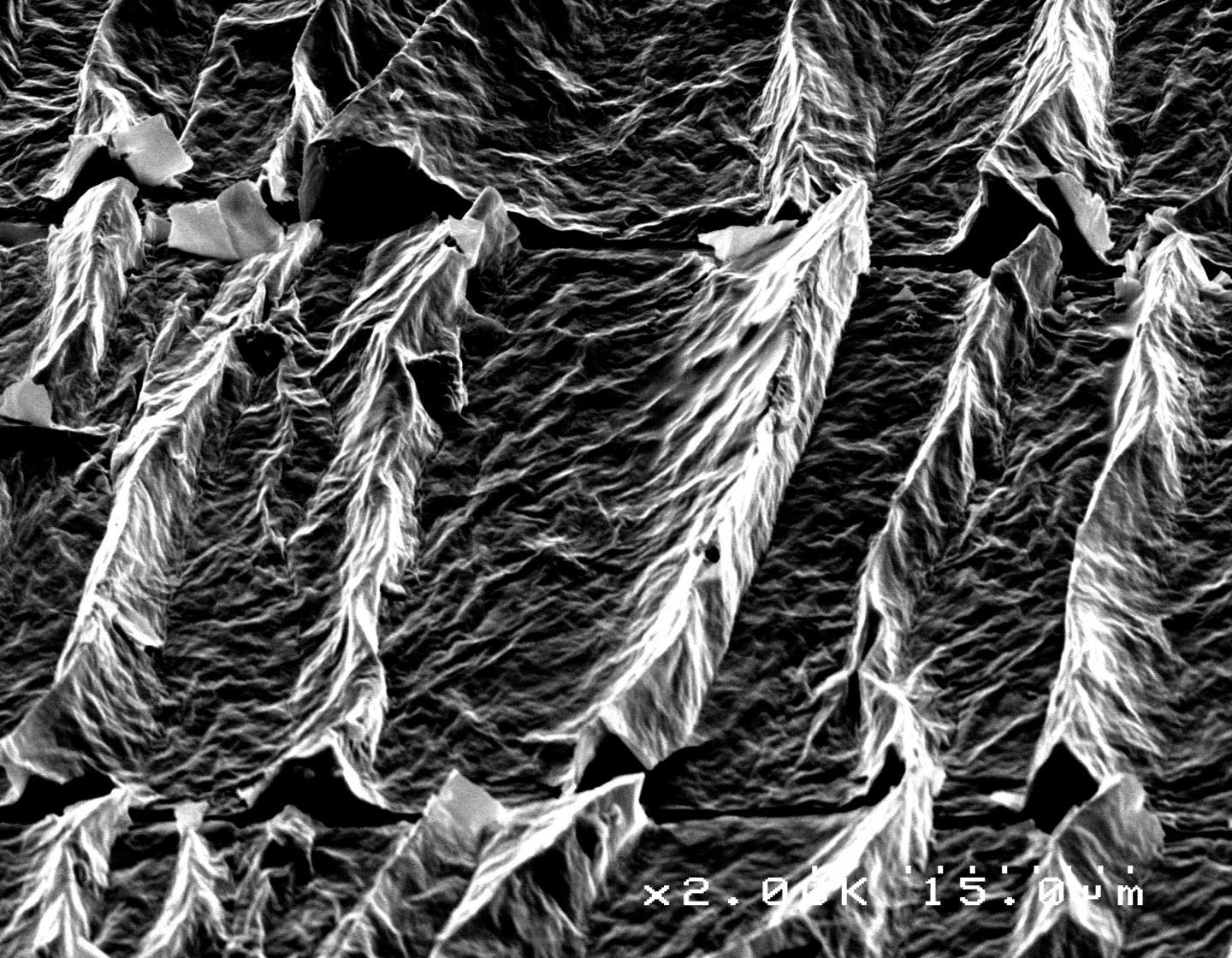 Wrinkled Graphene