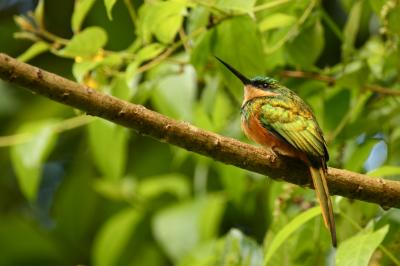 Recently Evolved Species Cope Better with Changing Land Use (2 of 9)