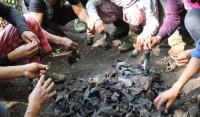 Bats in Northeast India Carry Filoviruses that Can Infect Humans
