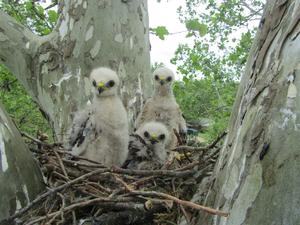 Nestling Red-shouldered Hawk
