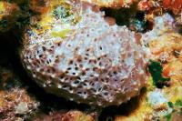Fascaplysinopsis sp