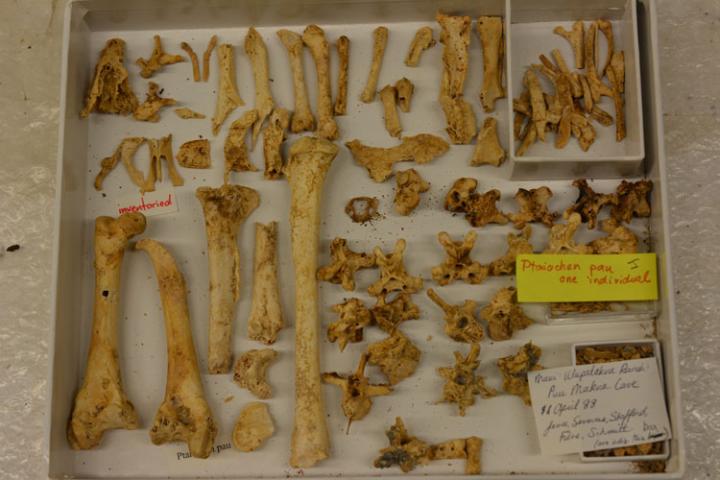 Extinct Duck Fossil