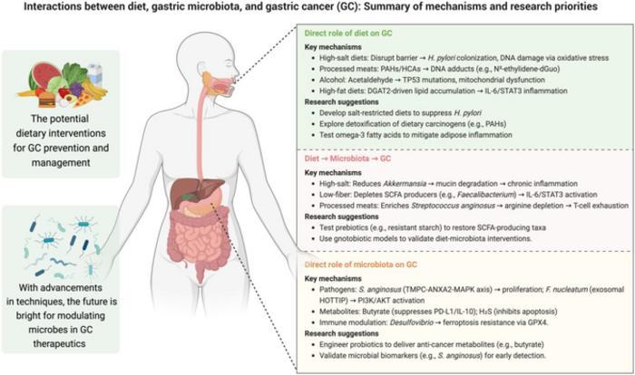 Understanding the interplay between dietary patterns and gastric microbiota