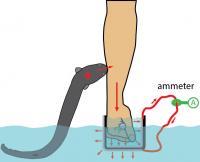 Electric Eel Shock
