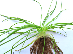 Isoetes2