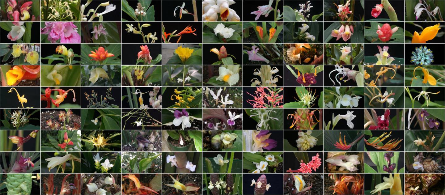 UConn Rainforest Now Home to Collection of Unique Ginger Relatives