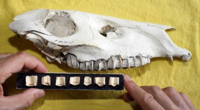 The Slow Evolution of Horses' Teeth (1 of 5)