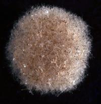 Abyssalia sphaerica