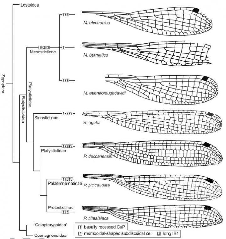 Wing Drawing
