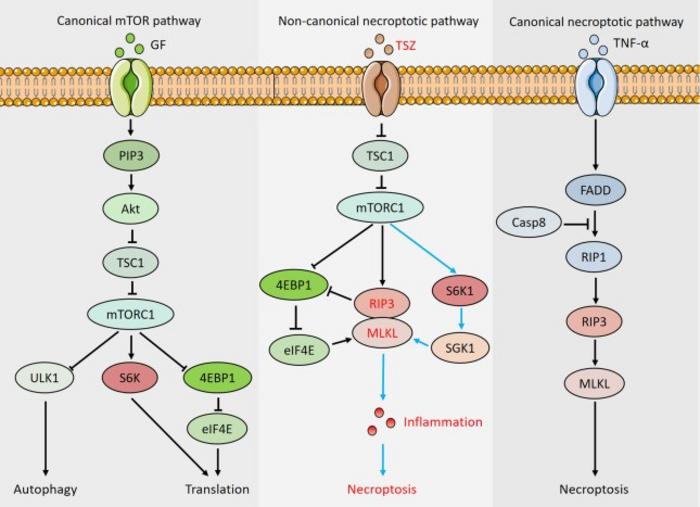 The schematic depicting the canonical and non-canonical mTORC1 and necroptotic pathway.