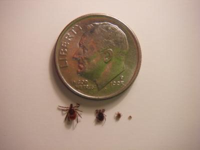 Life Cycle of Tick