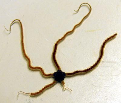 Brittlestar regenerating limbs