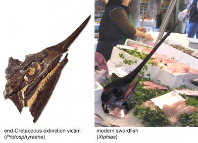 Swordfishes
