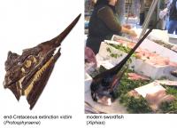Swordfishes