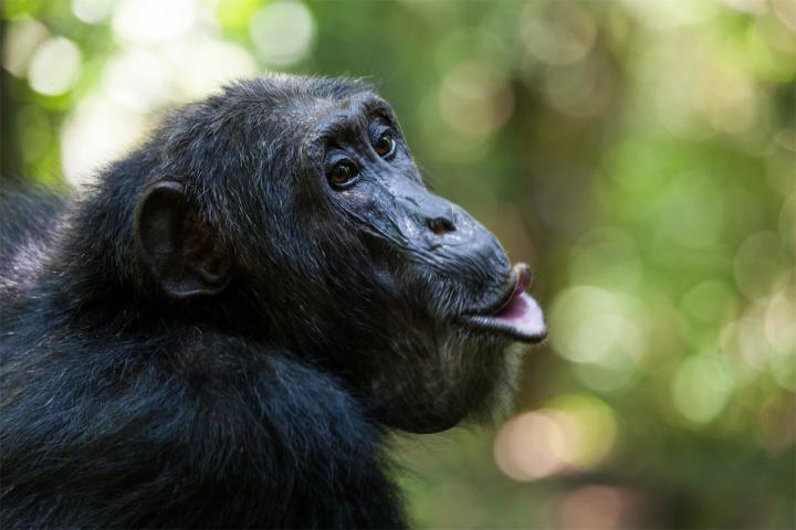 Chimpanzee