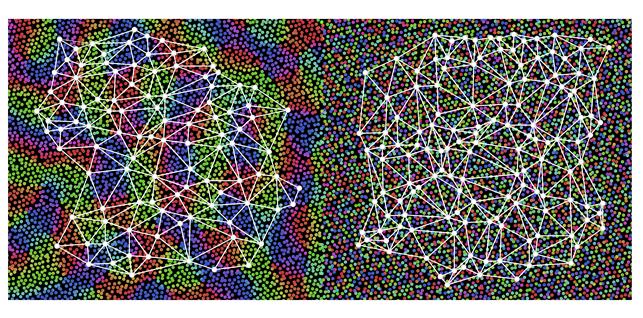 Species-Specific Organization of the Visual Cortex