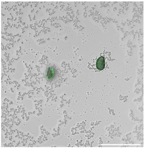 Bacteria that ‘shine a light’ on microplastic pollution