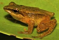 <i>Pristimantis Dorado</i> (1/3)