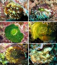 <i>Echinophyllia tarae</i> (2 of 3)
