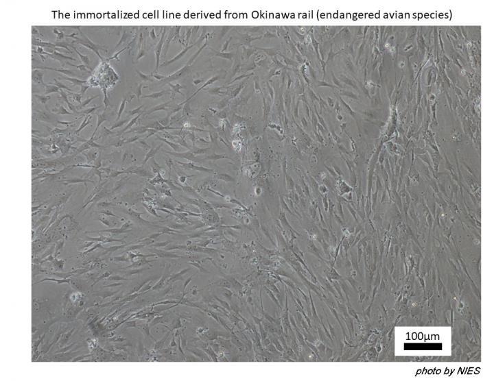 Immortalized Cell Line 