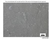 Immortalized Cell Line 