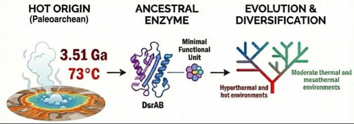 Figure 1. A schematic illustration depicting the origin time, environmental context, and evolutionary trajectory of dissimilatory sulfite reductase.