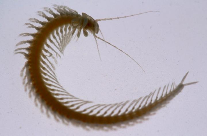 <I>Speleonectes tulumensis</I>